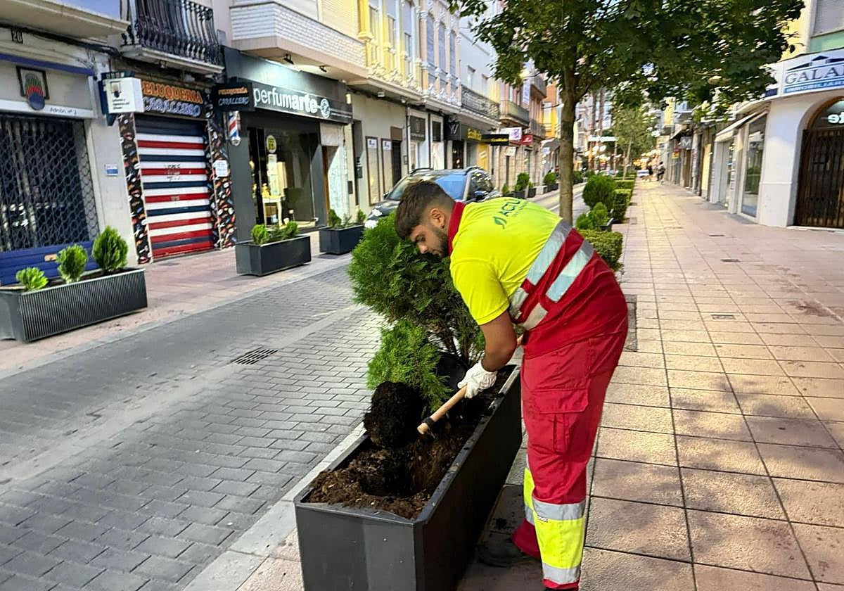 Jardineras donde se han producido los robos.