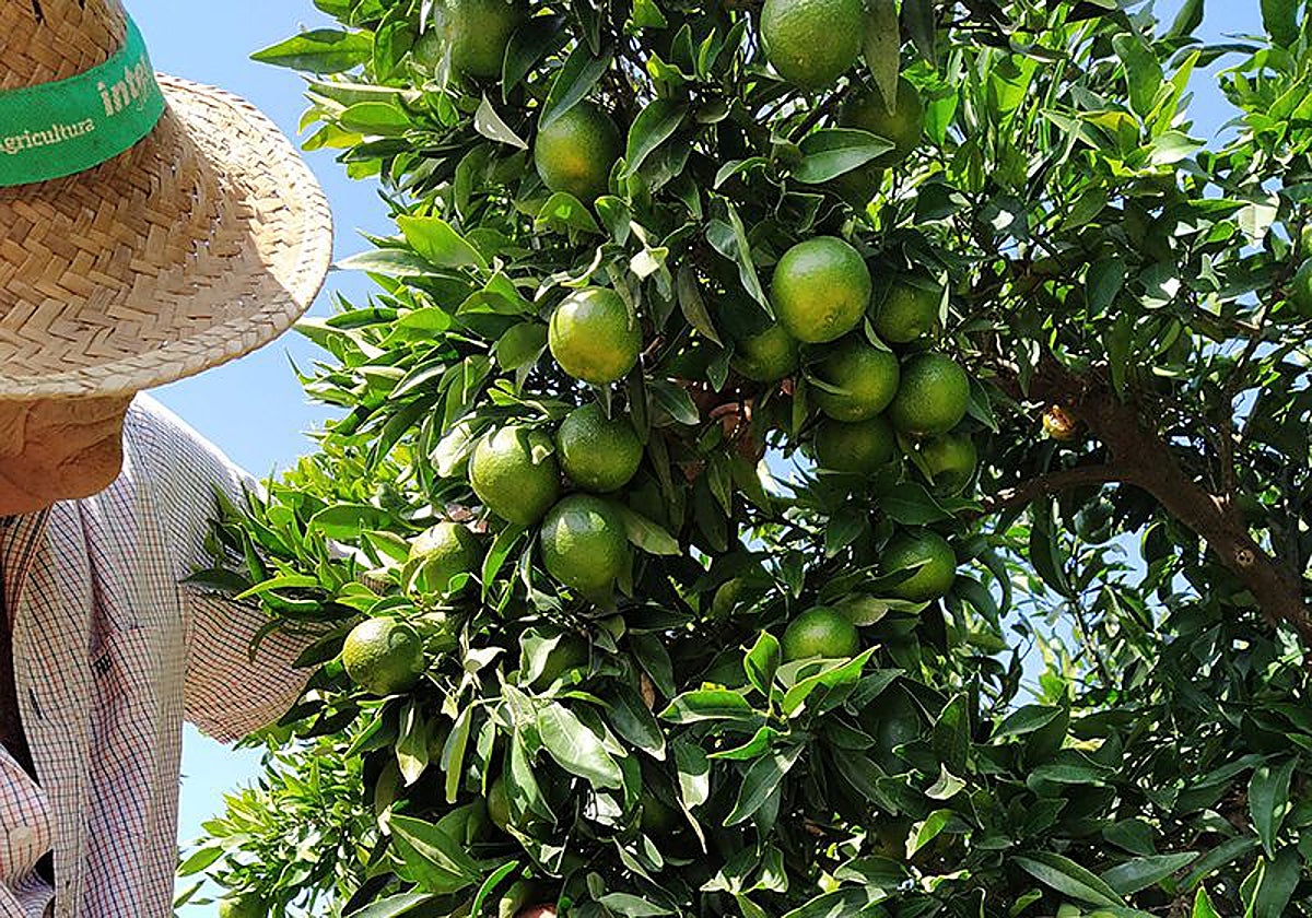 Agricultor en un campo de cítricos.