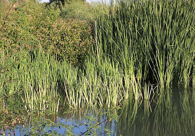 Un tramo con especies ya plantadas.