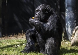 Un chimpancé en el Zoo Aquarium de Madrid, en una imagen de archivo.