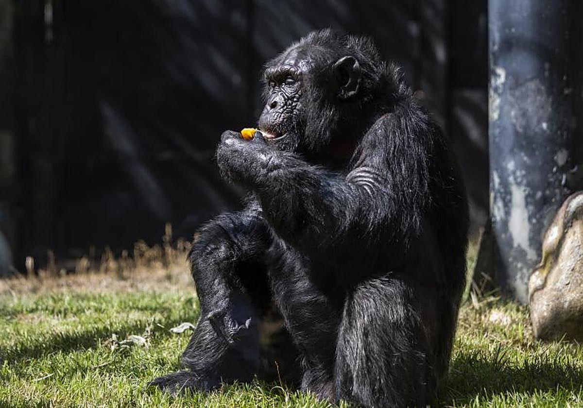 Un chimpancé en el Zoo Aquarium de Madrid, en una imagen de archivo.