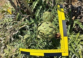 Investigada una persona por producir de forma fraudulenta alcachofa 'Green Queen' en Vinaròs.