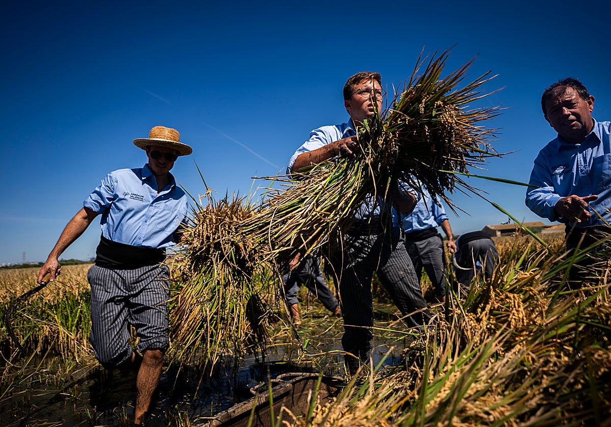 Hombres trabajando en la recogida del arroz.