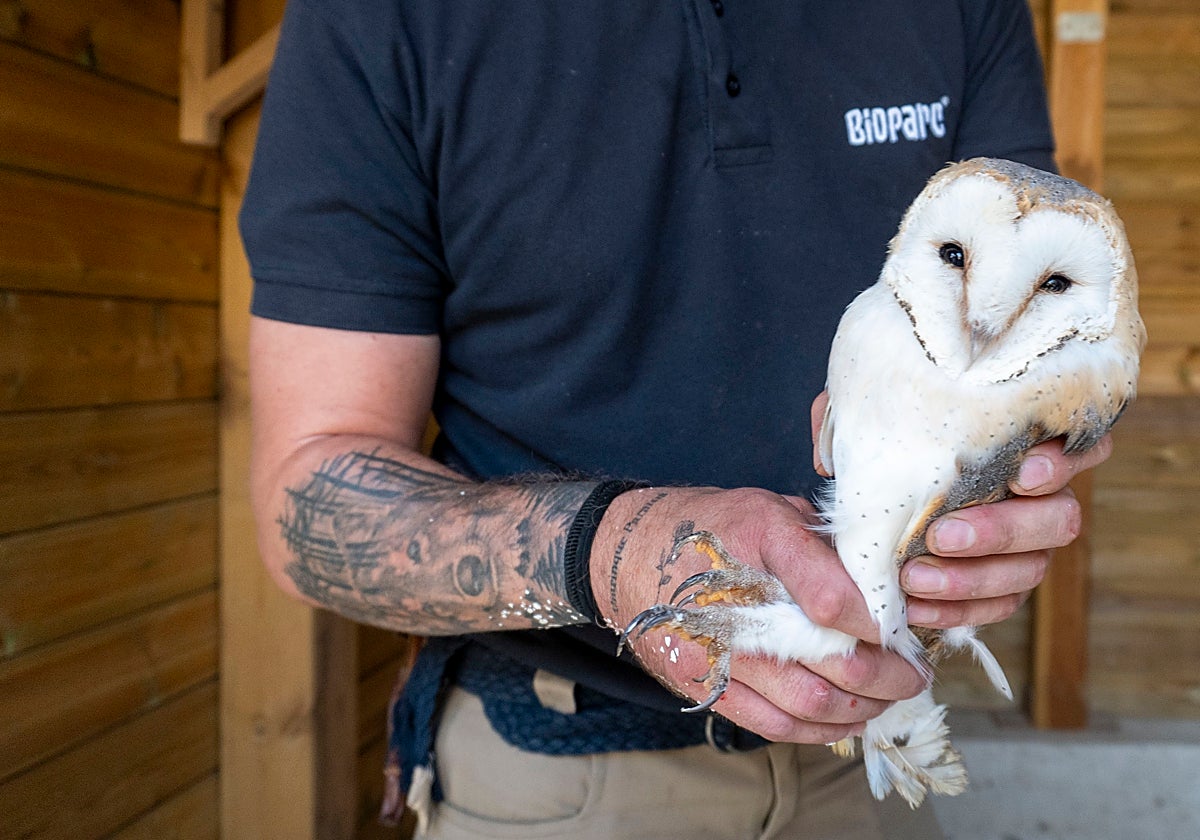 Un de las lechuzas que han llegado al Bioparc desde tierras riojanas.