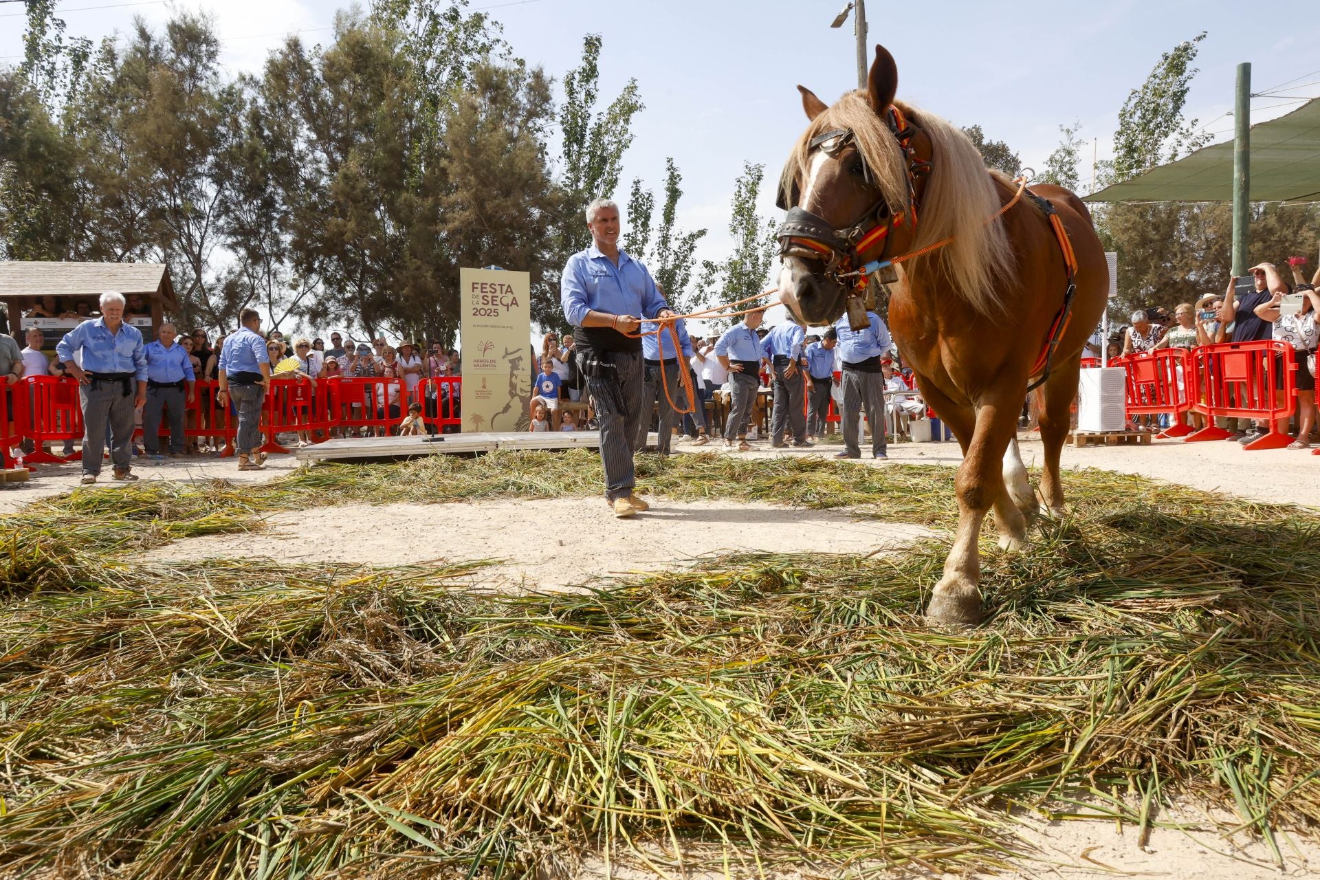 FOTOS | Catarroja celebra la fiesta de la siega del arroz 2025