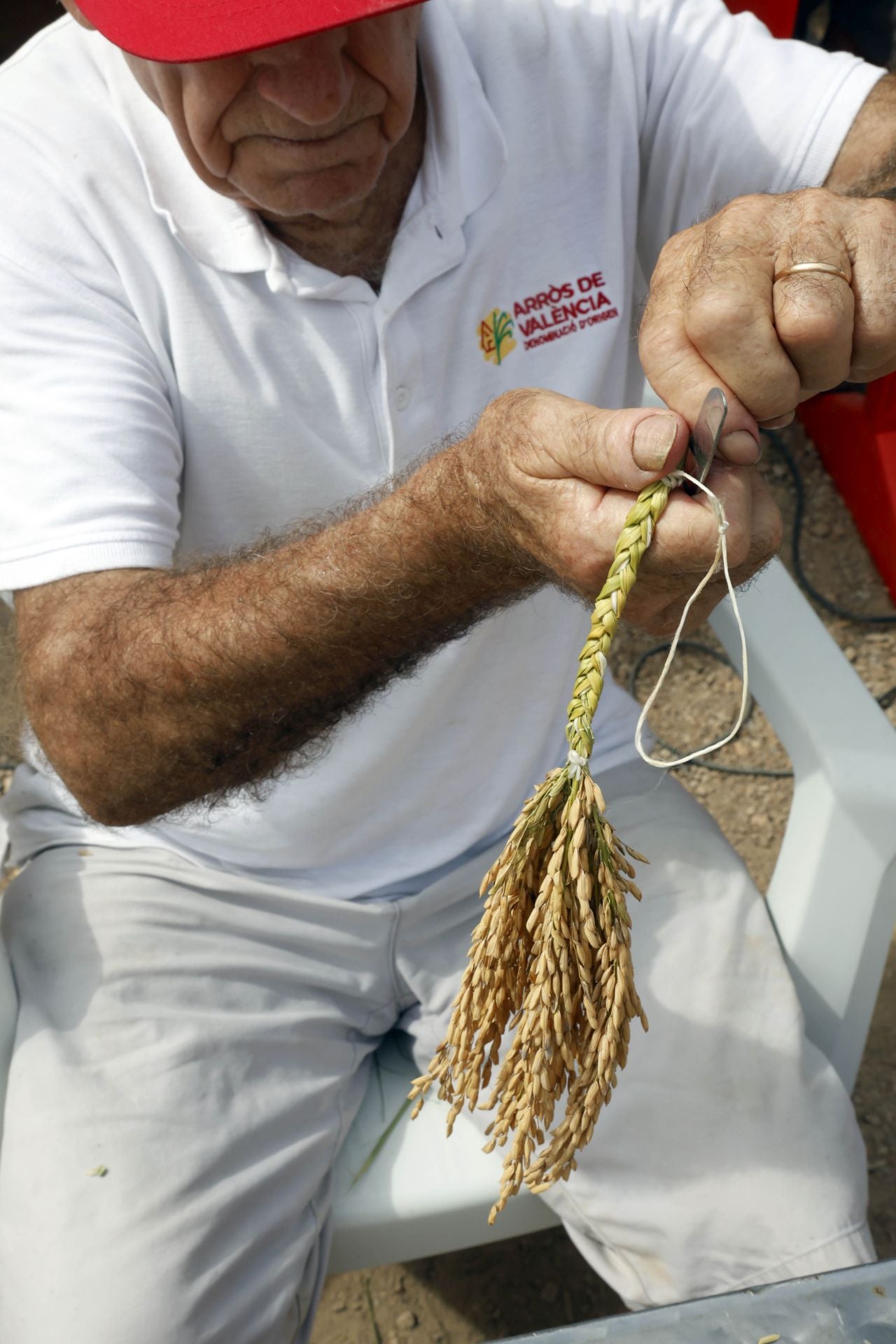 FOTOS | Catarroja celebra la fiesta de la siega del arroz 2025