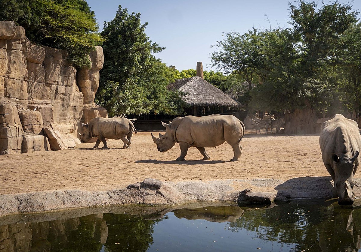 Rinocerontes en el Bioparc.