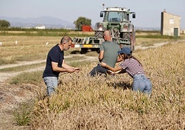 Arroceros en un campo afectado por la pyricularia.