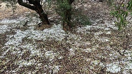 Las olivas en plena maduración en el suelo tras la granizada de este domingo.