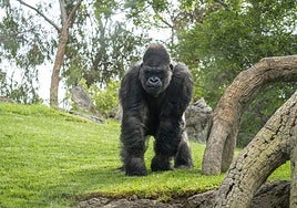 Uno de los gorilas en el Bioparc.
