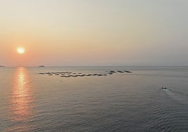 Centro de cultivos marinos de Avramar España, ubicado en Alicante.