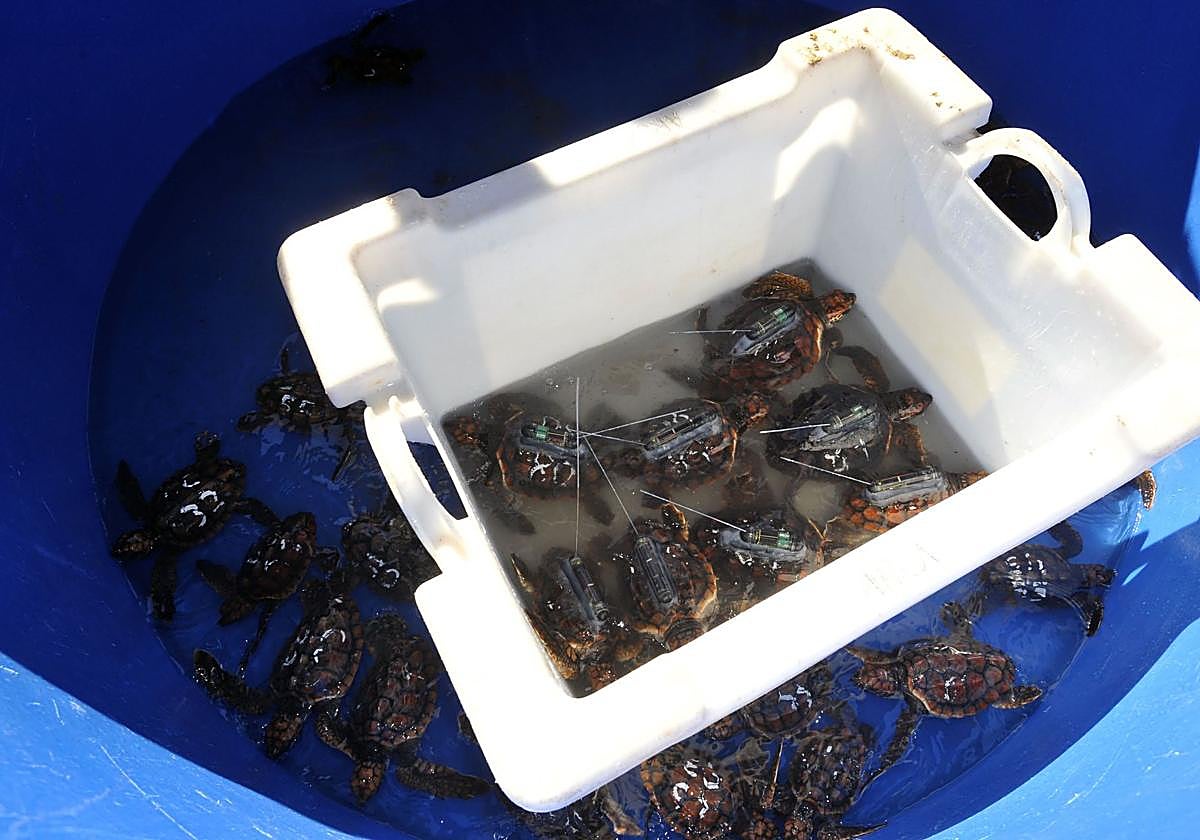 Sueltan nueve tortugas bobas nacidas en una playa de Benidorm tras un año de crianza controlada en el Oceanogràfic