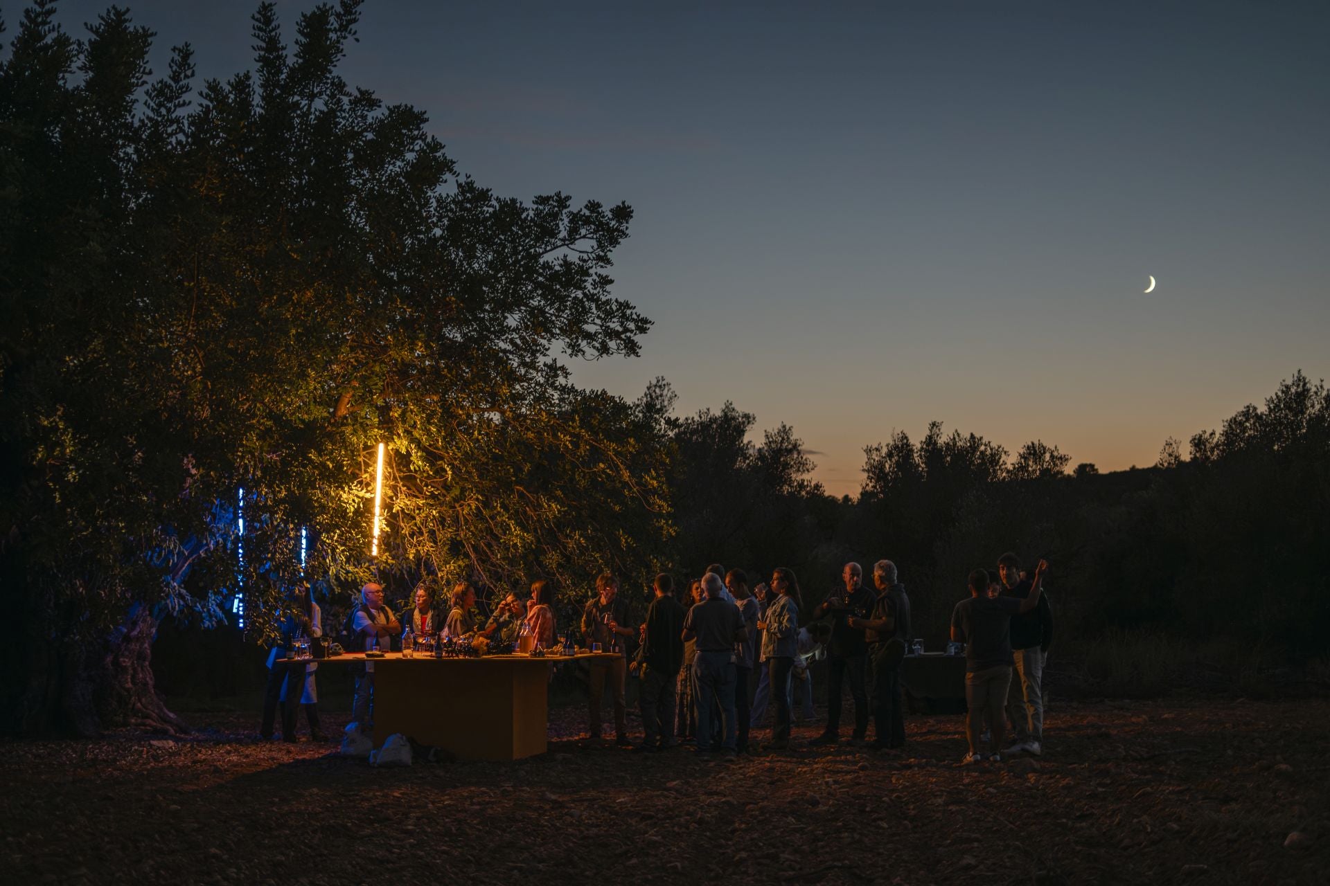 Garrofera más bonita de España en 2025, en la localidad de Chiva