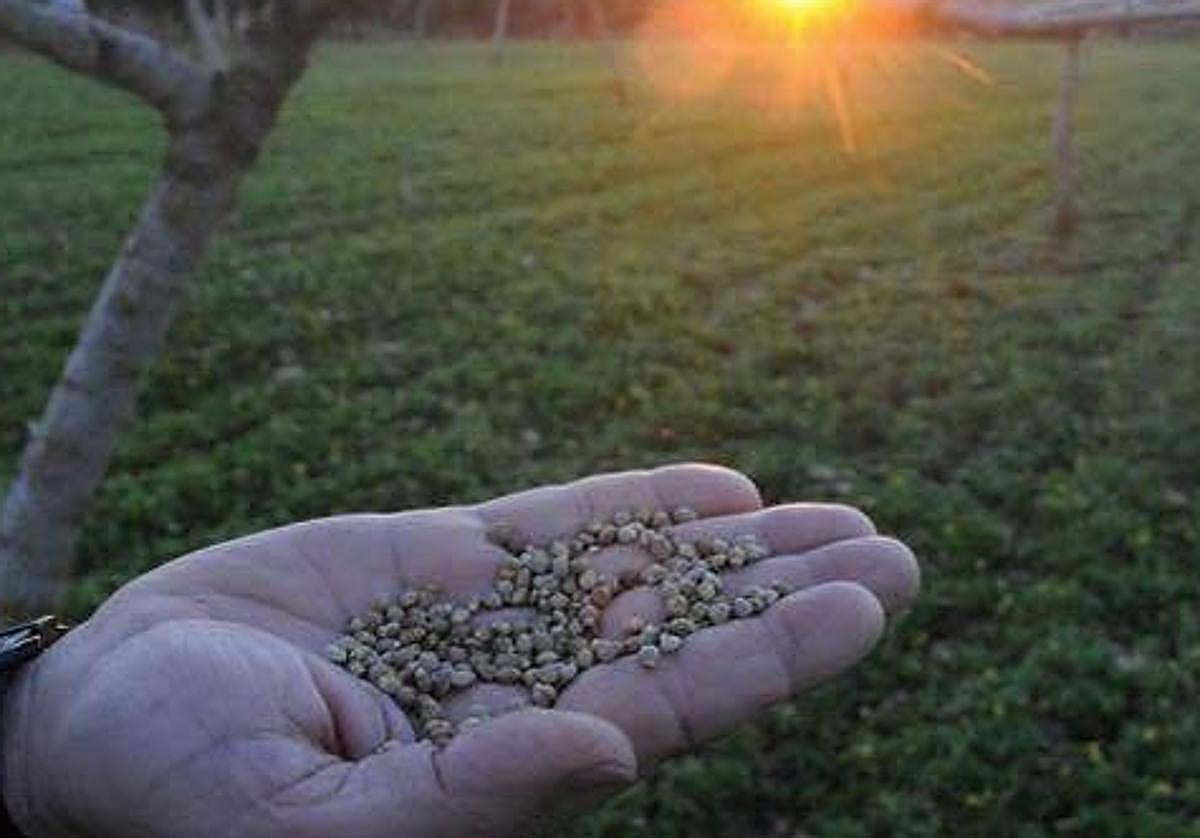 El pistachero es un árbol de hoja caduca, propio de climas templados y secos.