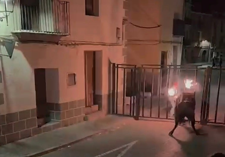 Momento en el que el toro huyó de los festejos de Jérica.
