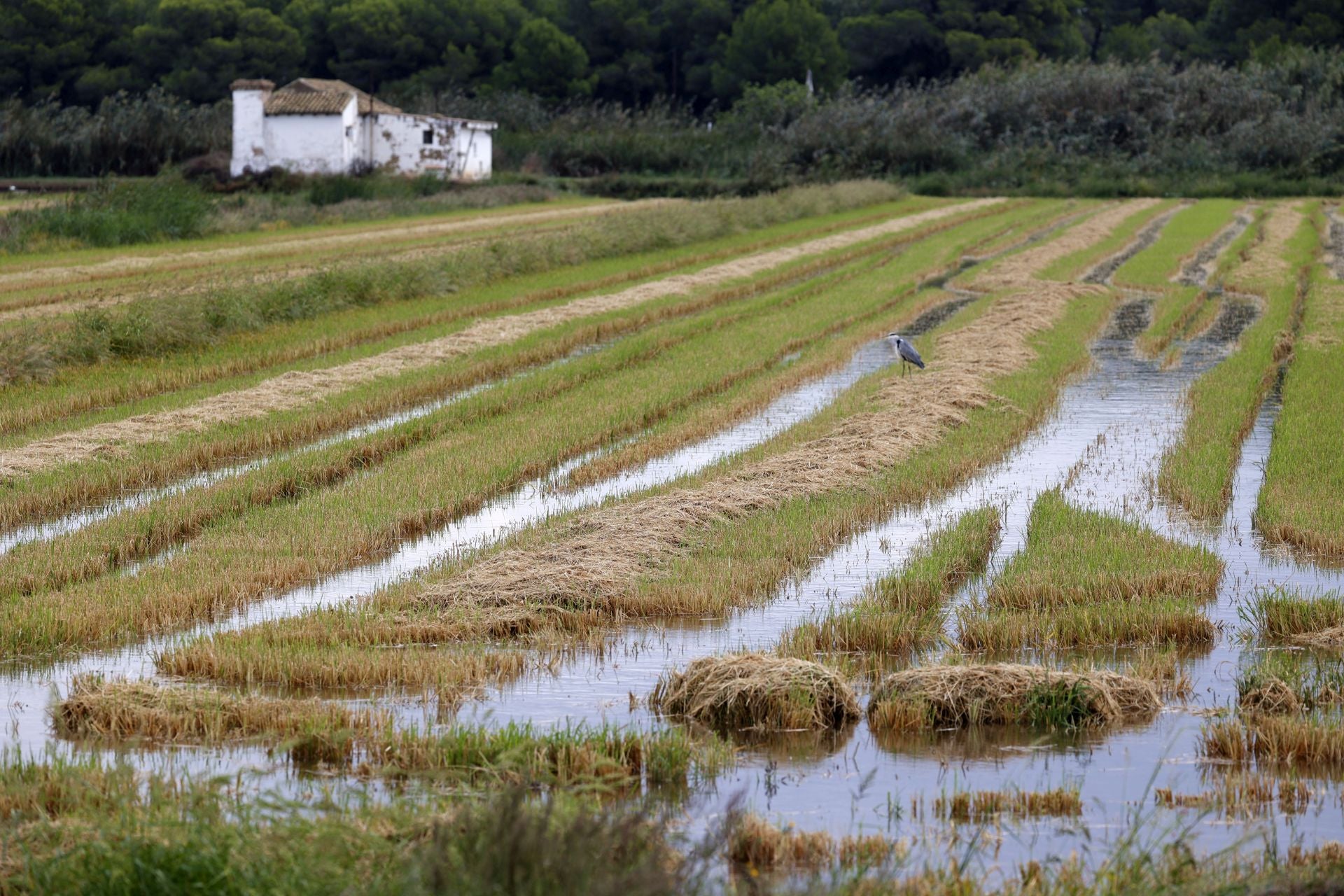 Aumenta el nivel de agua en La Albufera y campos de arroz anegados tras las lluvias