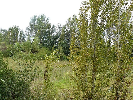 La Ribera propone crear humedales en la zona del río Verd para evitar riadas