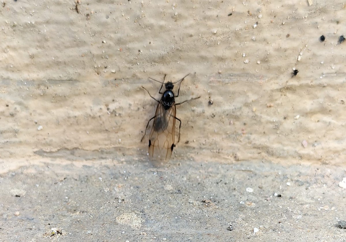 Una hormiga alada, estos días en Paiporta.