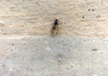 ¿Por qué vemos tantas hormigas en Valencia esta semana?