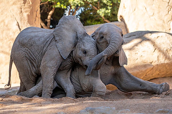 Malik y Makena, dos elefantes nacidos en el Bioparc.