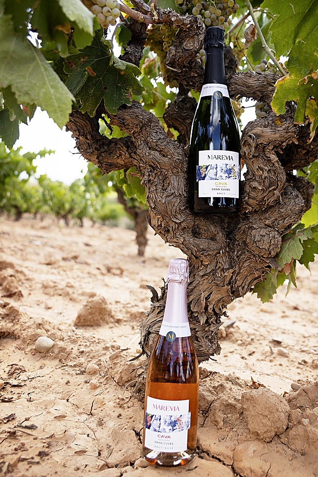 Los cavas en el viñedo de Marevia.