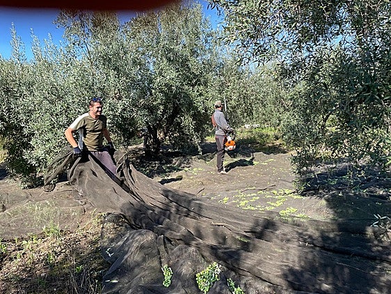 Varios jornaleros en la recolección de la oliva.