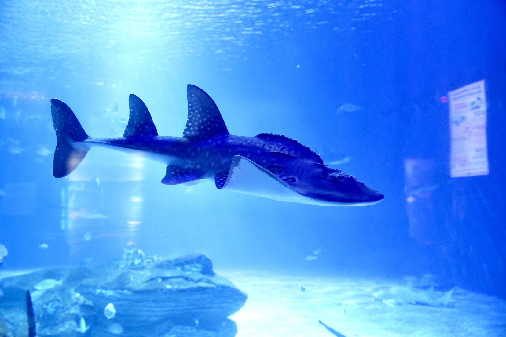 Las candidatas a fallera mayor de Valencia visitan l&#039;Oceanogràfic