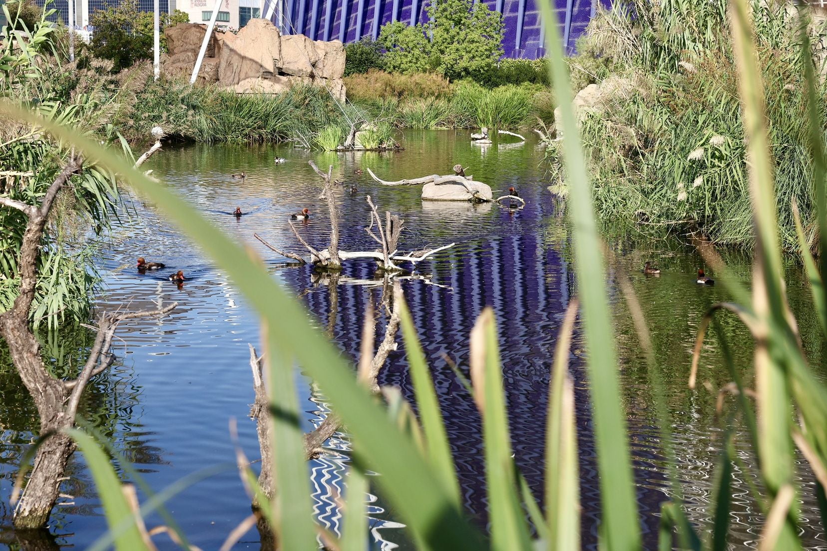 Las candidatas a fallera mayor de Valencia visitan l&#039;Oceanogràfic