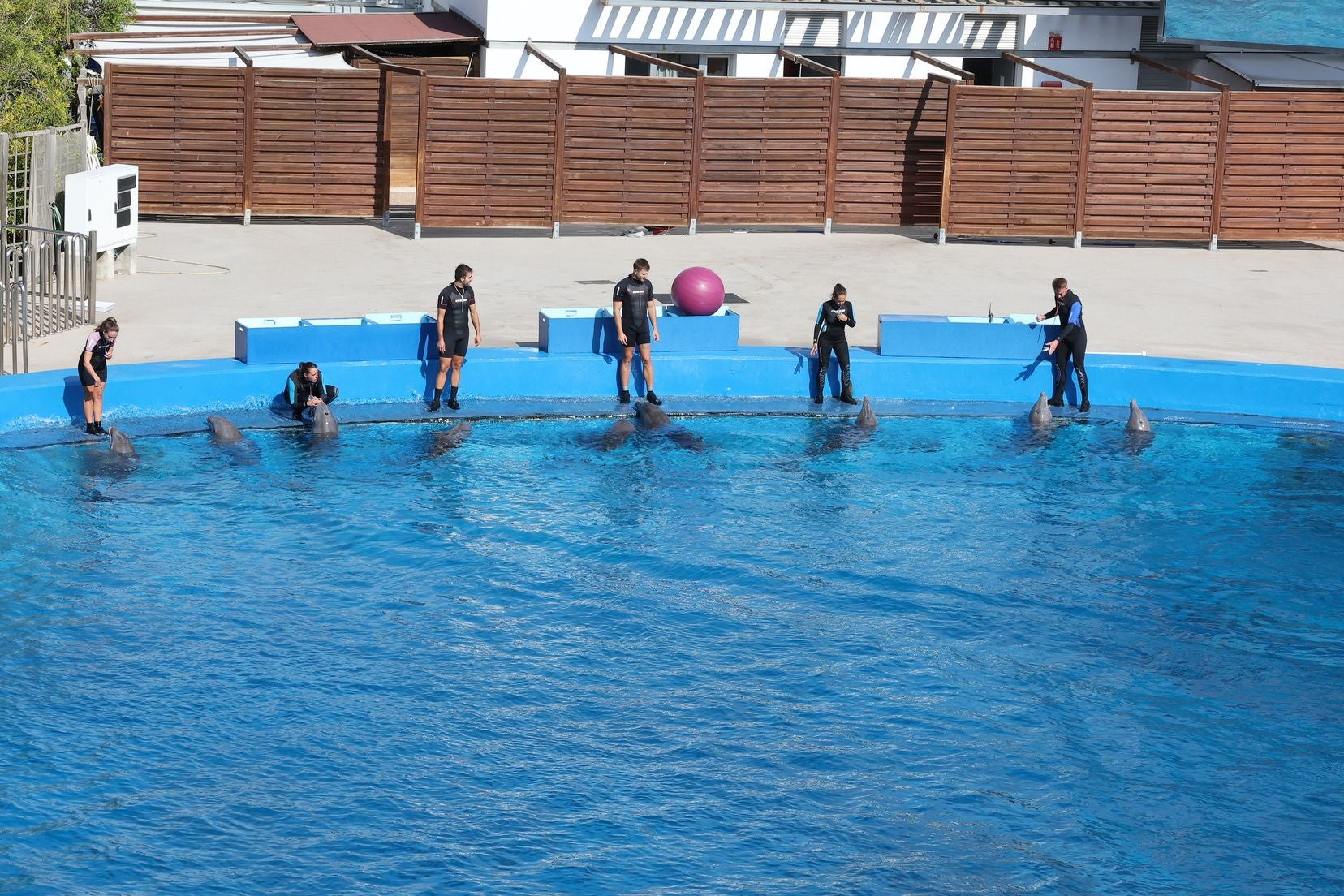 Las candidatas a fallera mayor de Valencia visitan l&#039;Oceanogràfic