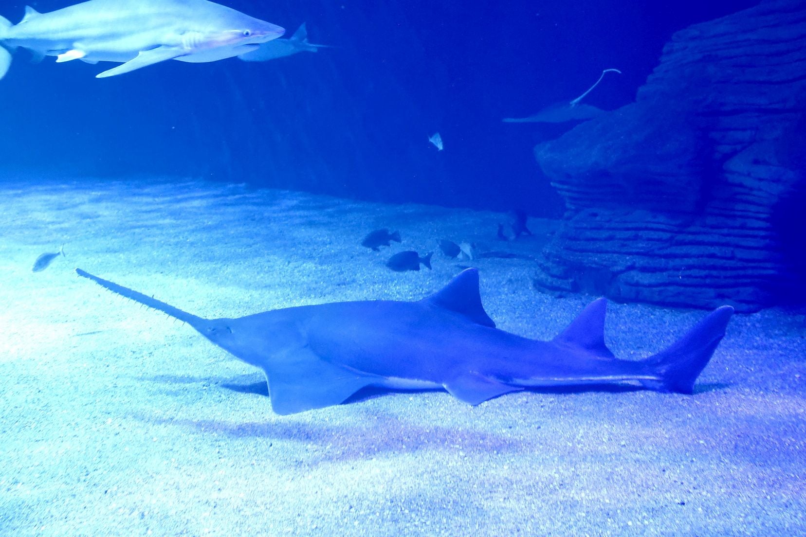Las candidatas a fallera mayor de Valencia visitan l&#039;Oceanogràfic