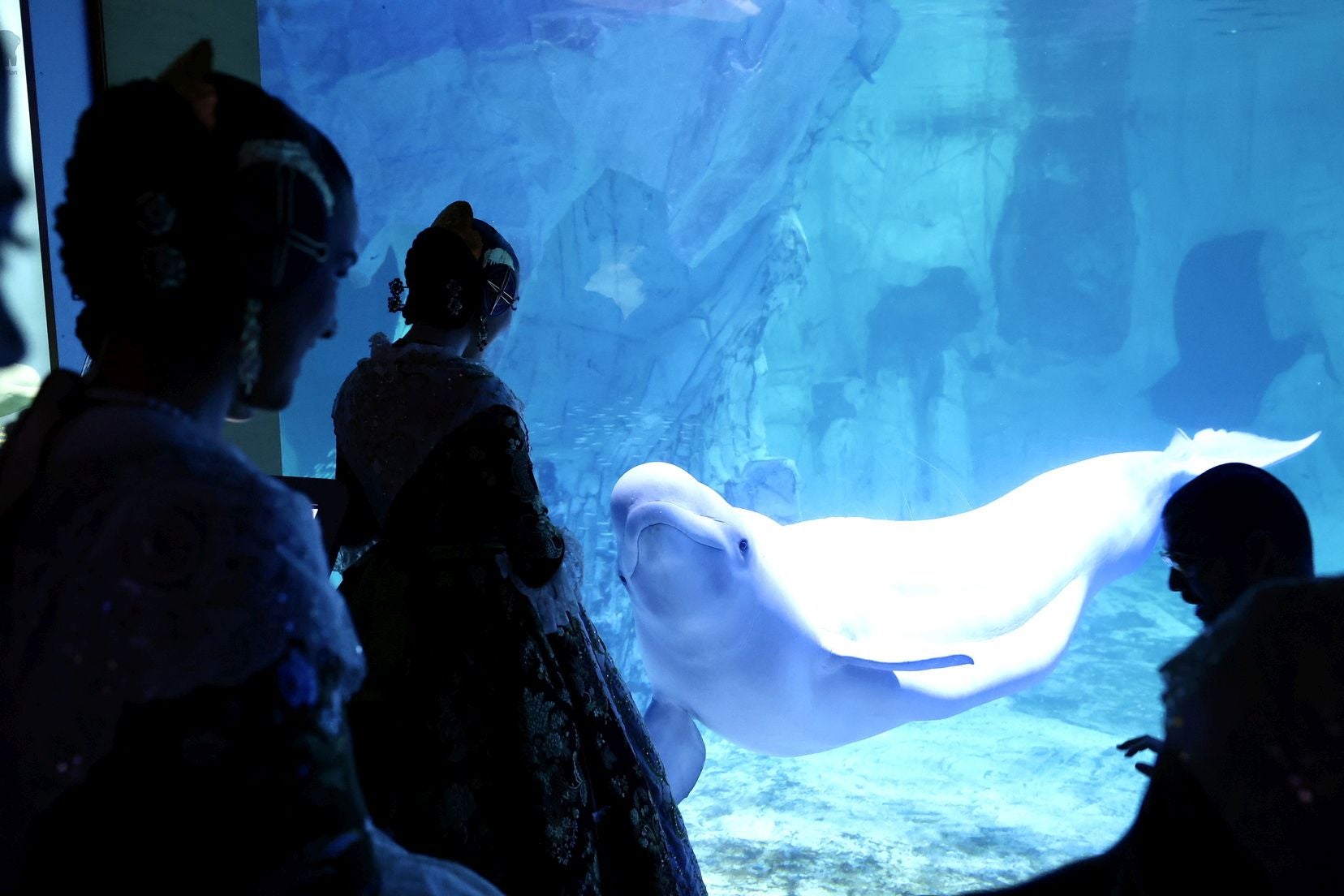 Las candidatas a fallera mayor de Valencia visitan l&#039;Oceanogràfic