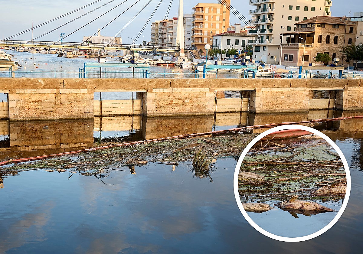 Peces muertos en aguas de la gola del Perelló, este domingo.
