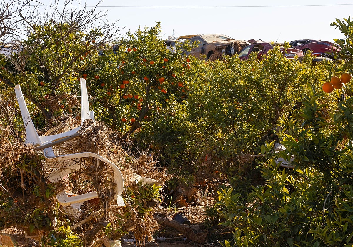 Imagen de un campo de cultivo en Paiporta, 46 días después de la dana.