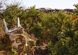 Imagen de un campo de cultivo en Paiporta, 46 días después de la dana.