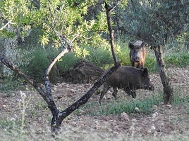 Jabalíes en uno de los parajes.