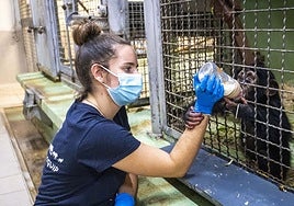 Una cuidadora da de comer a la cría.