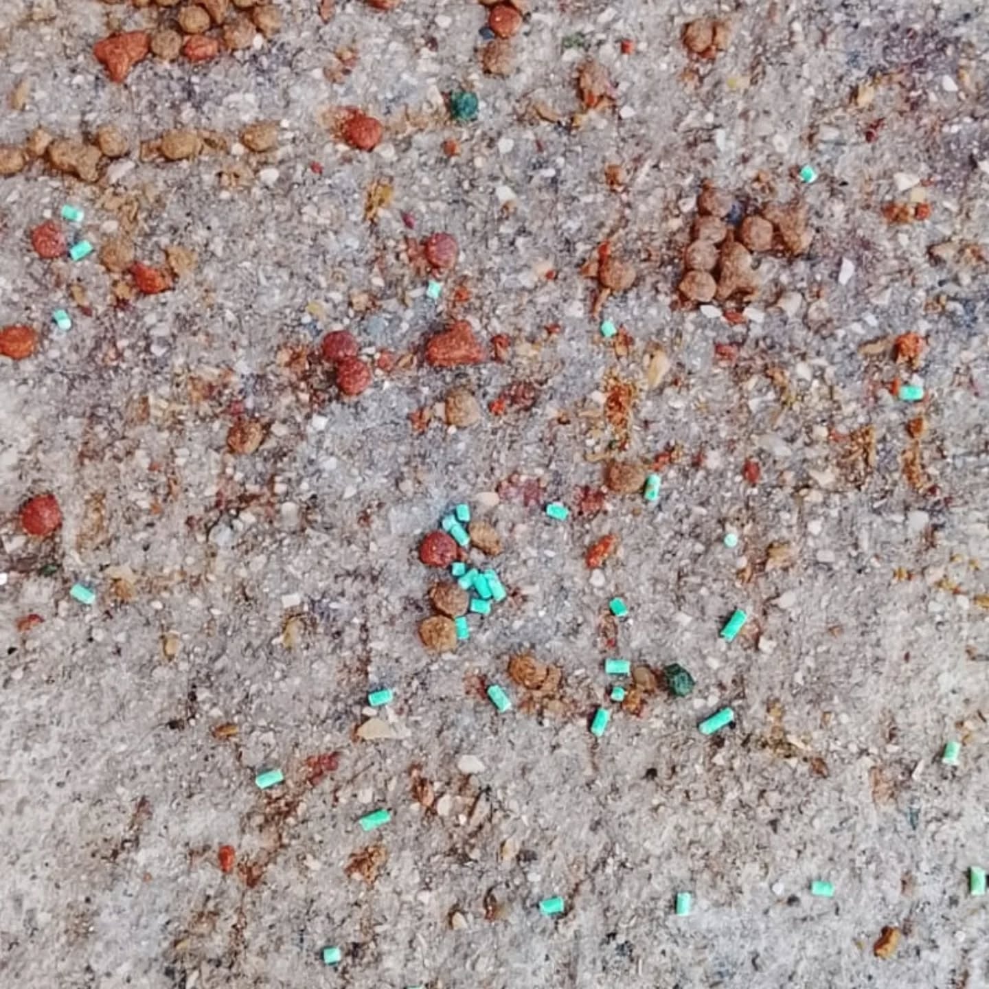 Sustancias tóxicas hallada por una voluntaria entre la comida que dan a los gatos.