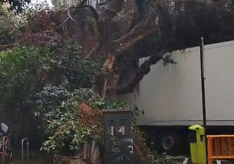 Caída de un árbol de gran tamaño en el centro de Valencia.