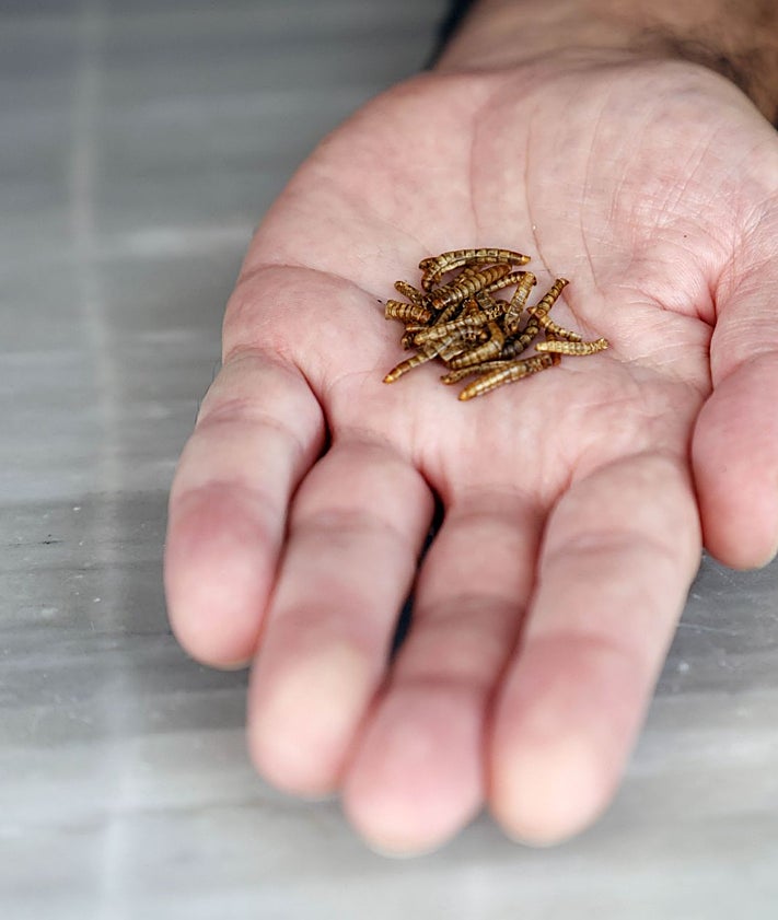 Imagen secundaria 2 - Parada Insectum, de Alberto Pérez, y puesto de productos mexicanos 'La despensa de Frida', de Manolo Gragera.