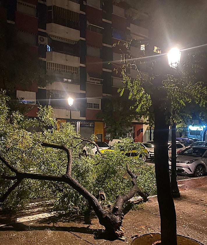 Imagen secundaria 2 - Árboles caídos en la Petxina, Cruz Cubierta y San Marcelino.