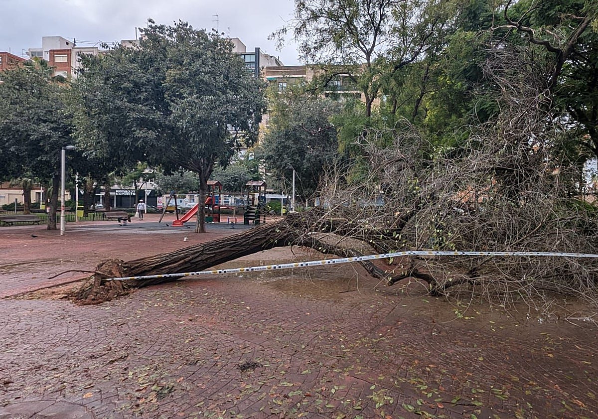 Imagen principal - Árboles caídos en la Petxina, Cruz Cubierta y San Marcelino.