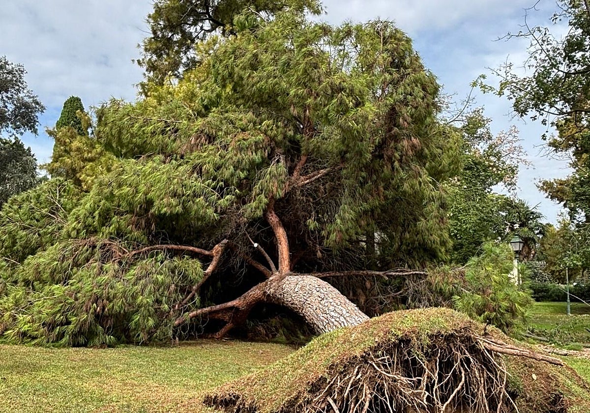 Árbol de gran porte caído en el jardín de Los Viveros.