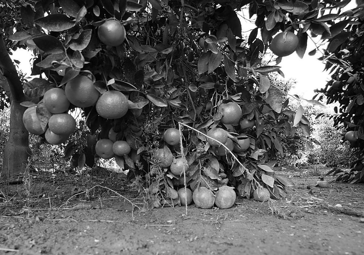 El reciclaje, clave para la agricultura valenciana