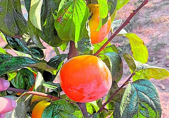 Kaki, fruta de otoño por excelencia en la Ribera del Xúquer