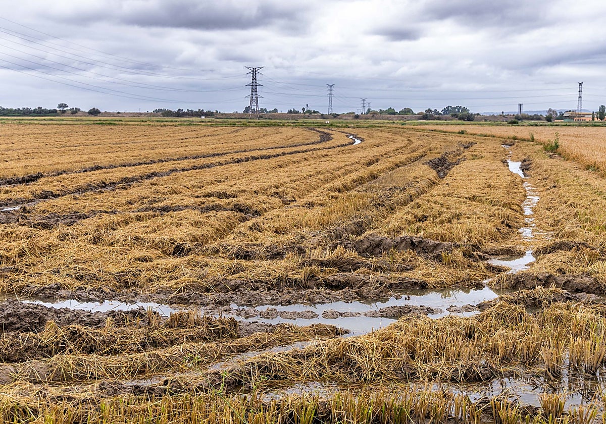 Campos de arroz encharcados por las lluvias.