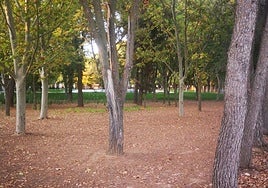 Zona donde se quiere construir la balsa con vegetación.
