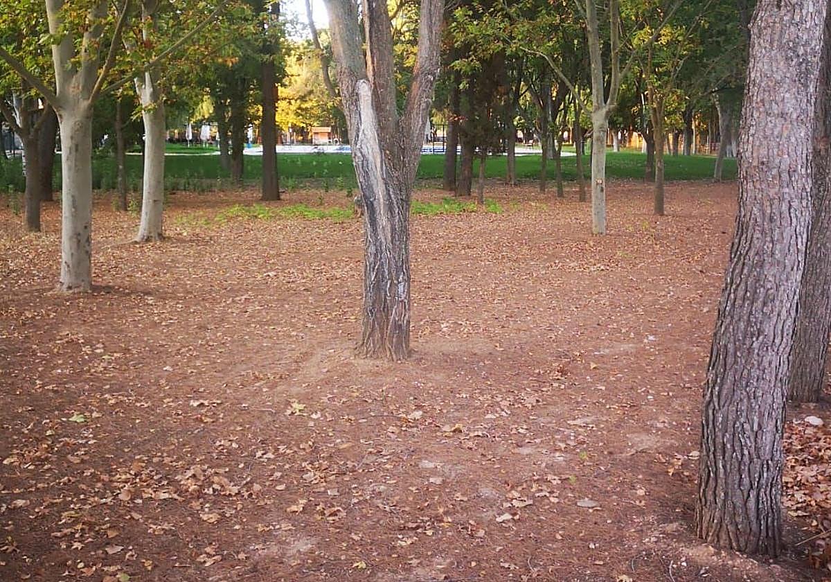 Zona donde se quiere construir la balsa con vegetación.