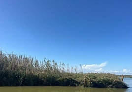 Estado de las estacas de la mata errante de la Albufera.