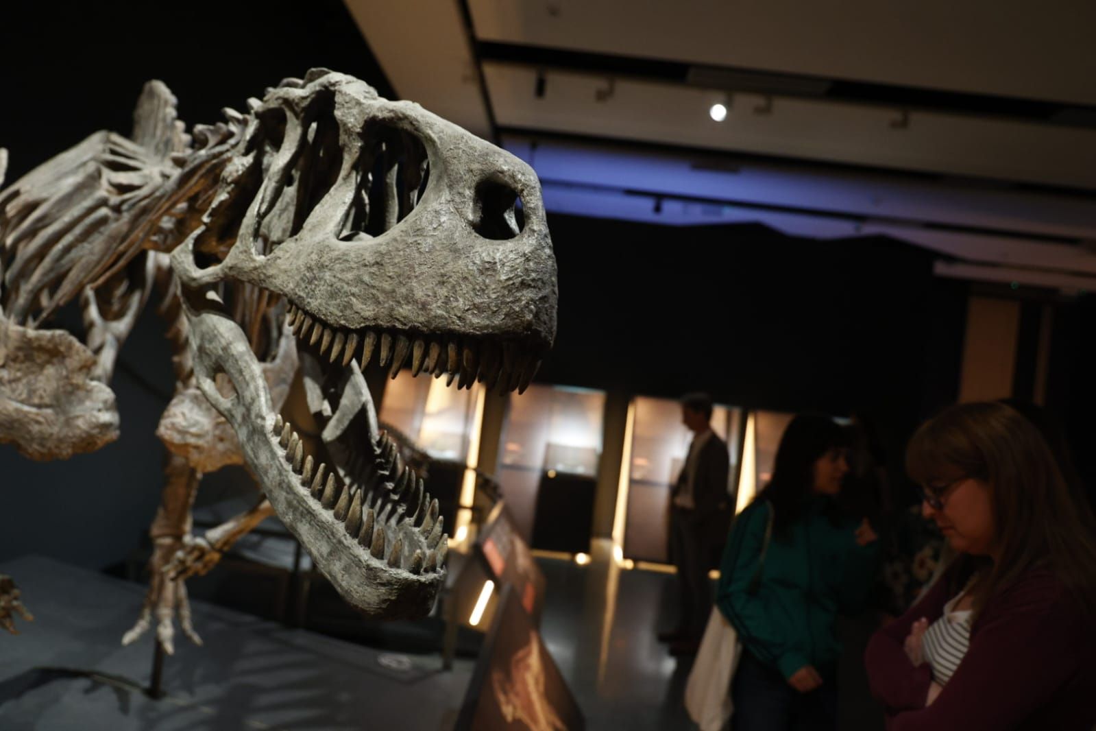Fotos de la exposición &#039;Dinosaurios de la Patagonia&#039; en CaixaForum