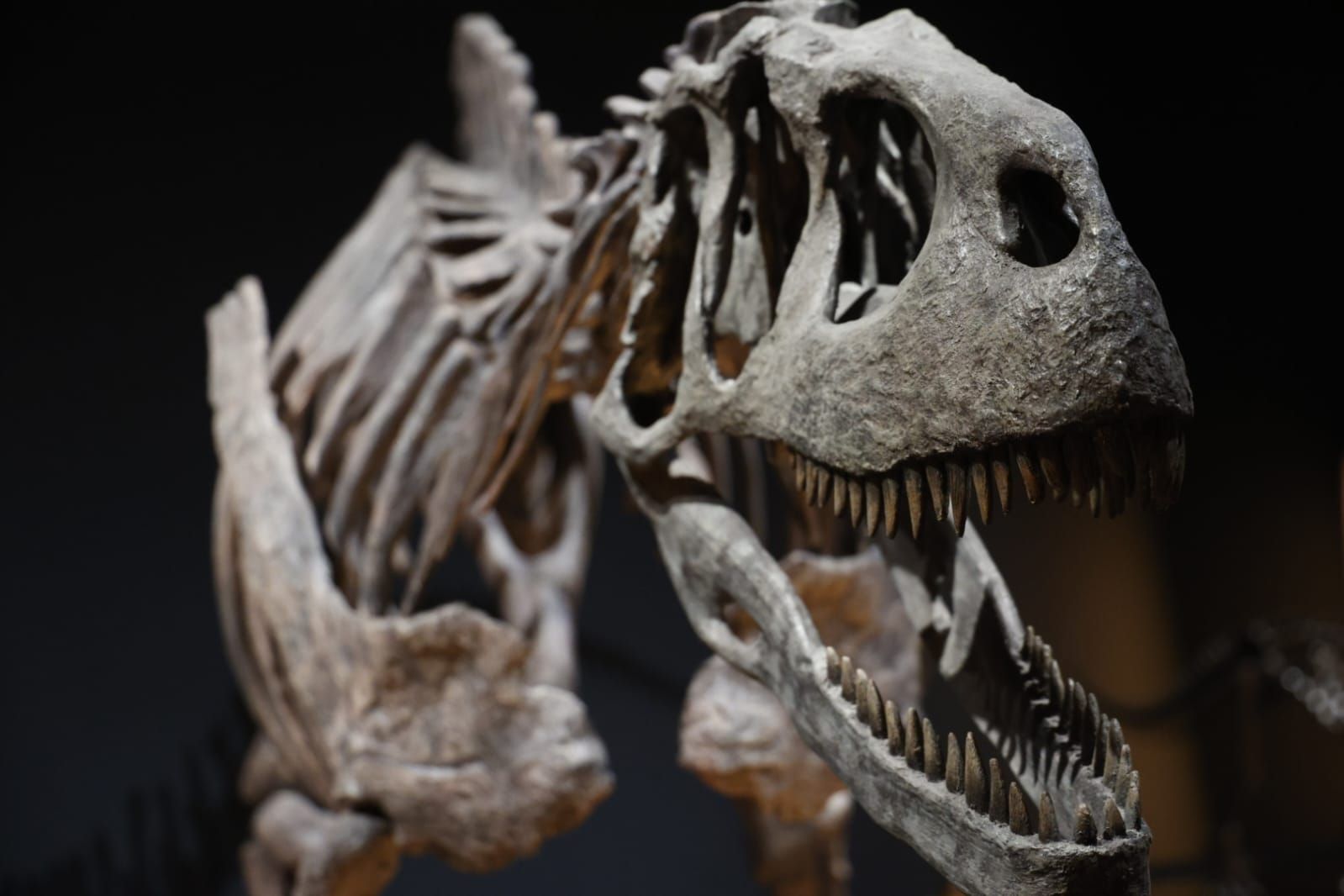 Fotos de la exposición &#039;Dinosaurios de la Patagonia&#039; en CaixaForum